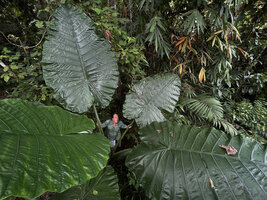 Patrick Blanc among Alocasia robusta leaves, Sepilok FR, Sabah, Borneo, July 2022
