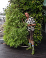 Patrick Blanc among a Pogonatherum paniceum clump, Esplanade, Bangkok, July 2013