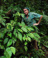 Patrick Blanc among Begonia cf. weigallii, Imbu Rano, Kolombangara, Solomon Islands, Sept. 2019