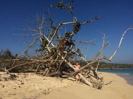 Patrick Blanc among broken trees due to Matthew hurricane five months before, in october 2016, Baracoa, Cuba, Feb. 2017
