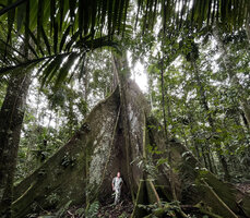 Patrick Blanc among buttresses of Ceiba pentandra, Yasuni NP, ecuador, Aug. 2021