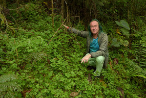 Patrick Blanc among carpeting Selaginella, Chicaque, Soacha, Colombia, Oct. 2016