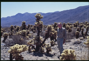 Patrick Blanc among cholla cacti, Cylindropuntia bigelovii, Joshua tree NP,California, 2002