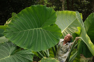 Patrick Blanc among Colocasia gigantea leaves, Si Phang Nga NP, Thailand, Jan 2015