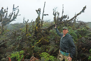 Patrick Blanc among dead trees of the invasive Cinchona pubescens with branches covered by mosses, El Puntudo, Santa Cruz, Galapagos, Aug. 2021