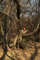 Patrick Blanc among elephant foot node of many old climbing stems of Fockea multiflora, Katombora Is., Victoria Falls, Zambia, Sept. 2017