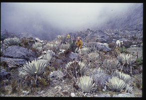 Patrick Blanc among Espeletia schultzii population, Los Nevados paramo, Venezuela, March 1999