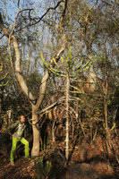Patrick Blanc among Euphorbia cooperi and Sansevieria sinus-simiorum in their dry forest understory habitat, Mumbo Island, Lake Malawi NP, Aug. 2017