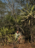 Patrick Blanc among Euphorbia cooperi individuals, Mumbo Island, Lake Malawi NP, Aug. 2017