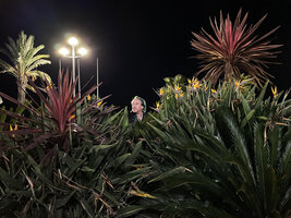 Patrick Blanc among exotic plants on the Promenade des Anglais, Nice, France, Nov. 2021