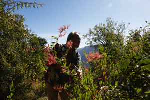 Patrick Blanc among flowering branches of Rumex nervosus, Simien NP, 2800 m asl, Ethiopia, Jan. 2019