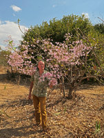 Patrick Blanc among flowering branches of Stereospermum kunthianum, South Luangwa NP, Zambia, Sept. 2017