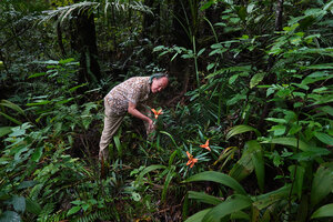 Patrick Blanc among flowering Freycinetia cumingiana in forest understory, Balinsasayao Twin Lakes, Negros Oriental, Philippines, Jan. 2025