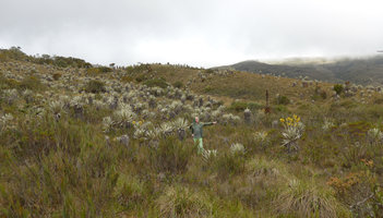 Patrick Blanc among frailejones, Espeletia grandiflora, Chingaza paramo, Bogota, Colombia, Oct. 2016