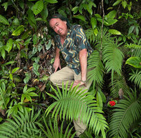 Patrick Blanc among fronds of Thelypteris unita, the bright silver leaves of Scindapsus pictus and the bright red berries of Tacca palmata, Siquijor, Philippines, Jan. 2025