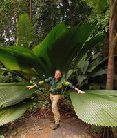 Patrick Blanc among Johannesteijsmannia magnifica leaves, Singapore Bot. Gard., Nov 2012