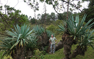 Patrick Blanc among old branched Furcraea quicheensis, Nebaj, Quiche, Guatemala, Dec. 2019