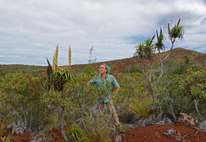 Patrick Blanc among old flowering individuals of Dracophyllum verticillatum, Riviere Bleue, New Caledonia, Aug. 2023