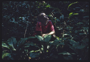 Patrick Blanc among Palisota individuals in swampy lowgrounds, Campo, Cameroon, 1991
