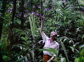 Patrick Blanc among Pinanga palms, Cameron Highlands, Malaysia, Aug. 1991