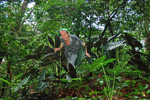 Patrick Blanc among plain green and dark purple anthocyanic lower abaxial leaf surface individuals of Alocasia longiloba, Tioman, Malaysia, Oct. 2010