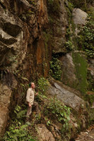Patrick Blanc among plants covering seeping rocks, Manu NP, 1500 m, Peru, Aug 2014