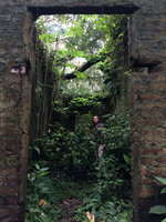 Patrick Blanc among ruins in the forest, Minca, Sierra Nevada de Santa Marta, Magdalena, Colombia, Nov. 2016