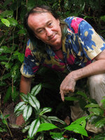 Patrick Blanc among silver leaved Amischotolype gracilis, Tioman, Malaysia, April 2015