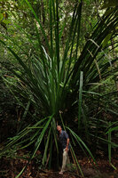 Patrick Blanc among the 6 m long leaves of the almost trunkless Pandanus kamiae, Bako NP, Sarawak, Borneo, Oct. 2014
