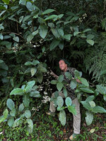 Patrick Blanc among the branches of the cauliflorous Medinilla venusta in full bloom, Cameron Highlands, Malaysia, Sept. 2025
