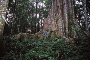 Patrick Blanc among the buttresses of the big Ficus, Saül, French Guyana, March 1997