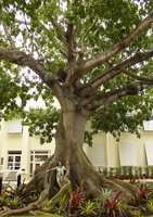Patrick Blanc among the buttresses of the huge kapok tree, Ceiba pentandra, Harvey Government Center, Key West , Florida, July 2016
