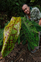 Patrick Blanc among the densely purple spotted leaves of Etlingera brevilabrum, Deramakot FR, Sabah, Borneo, July 2022