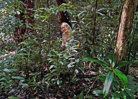 Patrick Blanc among the erect stems of a dense vegetative population off female Freycinetia marantifolia, Malagufuk, Sorong, West Papua, May 2025