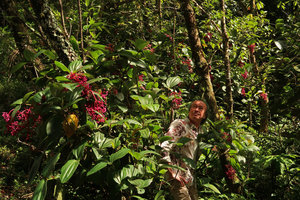 Patrick Blanc among the flowering and fruiting stems of a terrestrial Medinilla speciosa, Mt Kinabalu, Sabah, Borneo, Aug. 2018