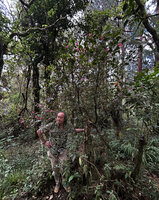 Patrick Blanc among the flowering branches of the tall hemiepiphytic Medinilla cordata, Mount Data NP, 2300 m asl, Luzon, Philippines, April 2026
