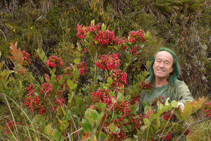 Patrick Blanc among the flowering Macleania rupestris, Chingaza paramo, Bogota, Colombia, Oct. 2016