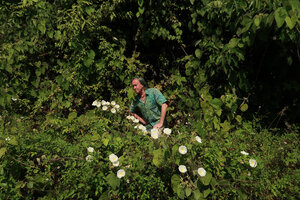 Patrick Blanc among the flowering native but invasive Decalobanthus (syn. Merremia) peltatus, Da Nang, Vietnam, Oct. 2018