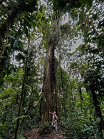 Patrick Blanc among the freely hanging adventitious roots of a Philodendron, Mashpi FR, Pichincha, Ecuador, Aug. 2021