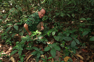 Patrick Blanc among the fronds of Christensenia aesculifolia, Gunung Mulu NP, Sarawak, Borneo, Sept. 2018