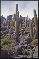 Patrick Blanc among the giant Echinopsis atacamensis, Salar de Uyuni, Bolivia, June 2000