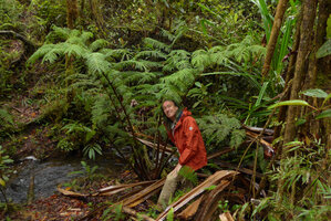 Patrick Blanc among the giant fronds of Ptisana melanesica, Tari, 2000 m asl, Hela, Papua New Guinea, March 2016