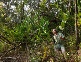 Patrick Blanc among the ginger like leafy stems of Indianthus virgatus, Brahmagiri WS, Karnataka, India, Jan. 2023