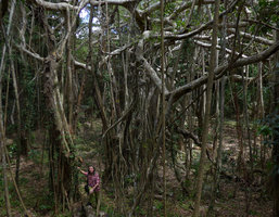 Patrick Blanc among the horizontal branches and vertical pillar roots of Ficus benjamina growing as a banyan tree, Kenting Karst Forest, Taiwan, Oct. 2015