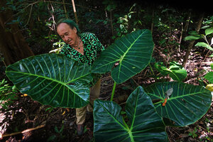 Patrick Blanc among the huge dark green shiny leaves of Alocasia balgooyi, Tangkoko NP, Sulawesi, April 2024