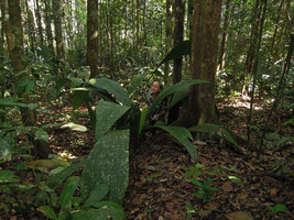 Patrick Blanc among the huge Johannesteijsmannia altifrons leaves, Johore, Malaysia, June 2014