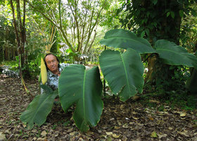Patrick Blanc among the huge leaves and bright yellow inflorescence of Rhaphidophora megaphylla, Xishuangbanna Tropical Botanical Garden, China, June 2016
