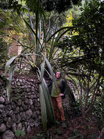 Patrick Blanc among the huge leaves of a Doryanthes, probably D. excelsa, Serre de la Madone, Menton, France, Nov. 2021