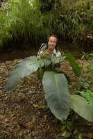 Patrick Blanc among the huge leaves of an Araceae, probably Spathiphyllum schlechteri, Tari, 1500 m asl, Hela, Papua New Guinea, March 2016