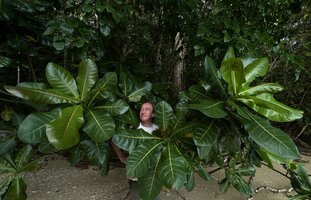 Patrick Blanc among the huge leaves of Barringtonia asiatica on beach shore, Phang Nga, Thailand, March 2022